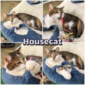 Housecat - Silo