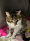 Housecat - Silo photo 2