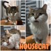 Housecat - Silo photo 3