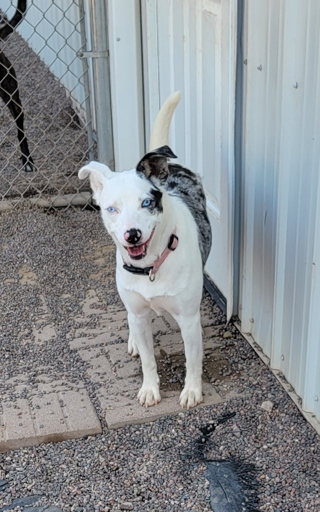 Luna, an adoptable Catahoula Leopard Dog in Medford, WI, 54451 | Photo Image 1