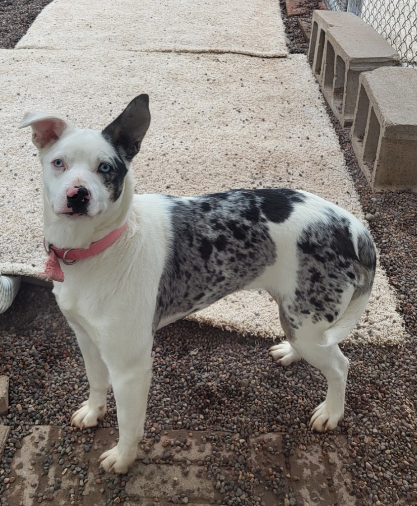 Luna, an adoptable Catahoula Leopard Dog in Medford, WI, 54451 | Photo Image 2