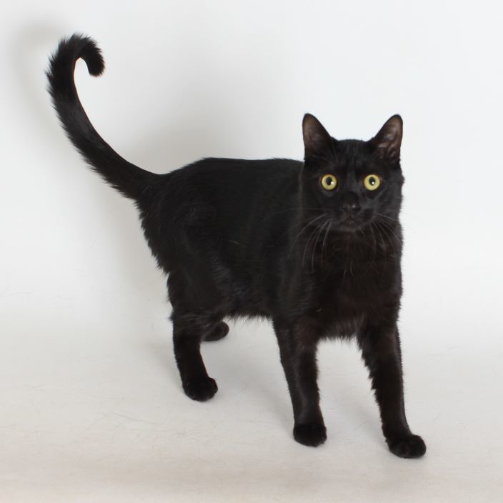 Oh Naur, an adoptable Domestic Short Hair in Redding, CA, 96099 | Photo Image 1