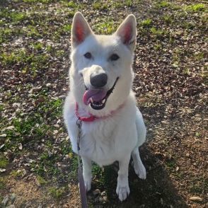 Bueller, an adoptable Shepherd in Redding, CA, 96099 | Photo Image 2