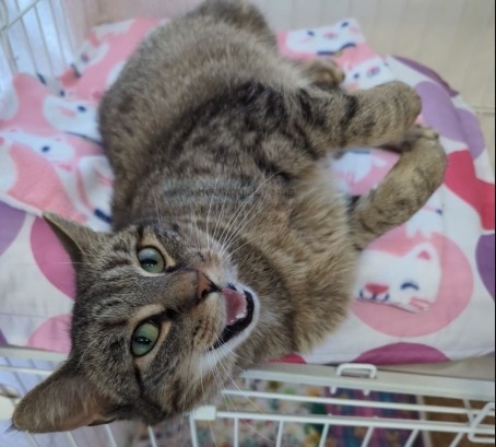 Meowdeline