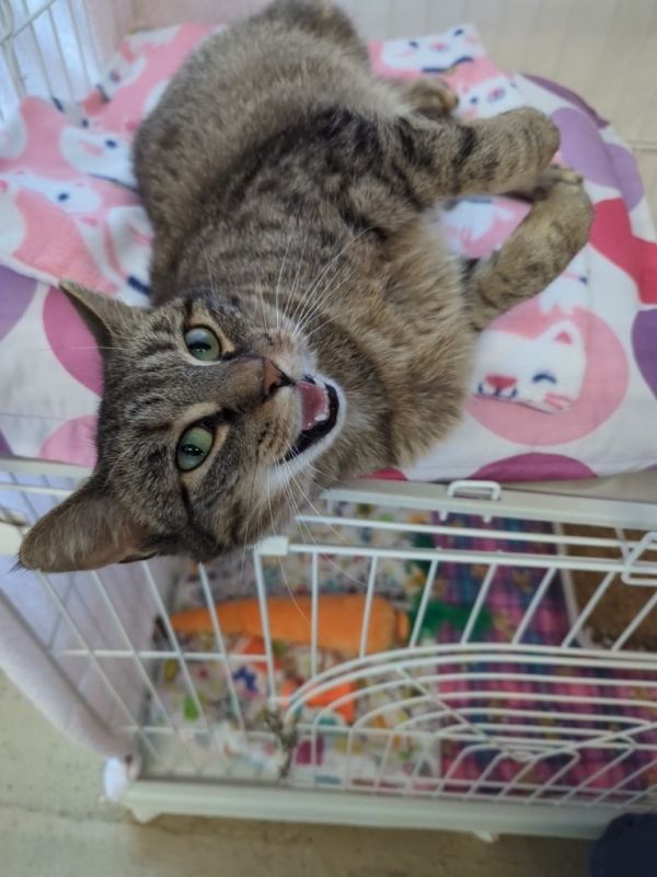 Meowdeline thumbnail 3