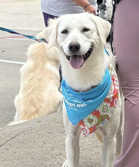Peyton DFW, an adoptable Akbash, Great Pyrenees in Richardson, TX, 75080 | Photo Image 5