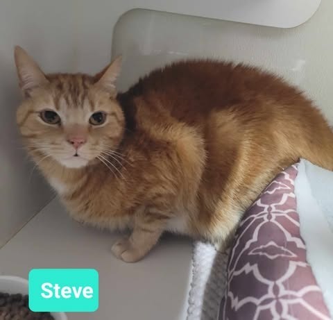 Steve