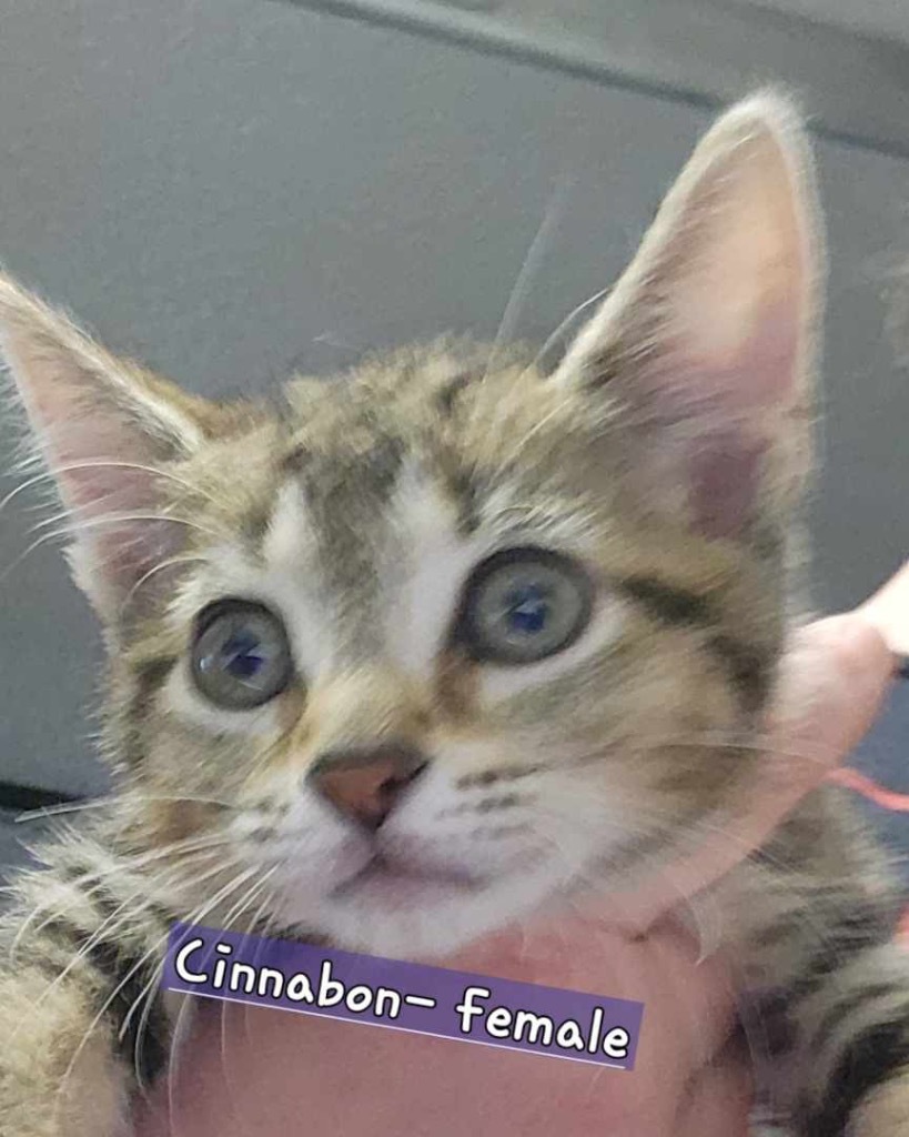 Cinnabon