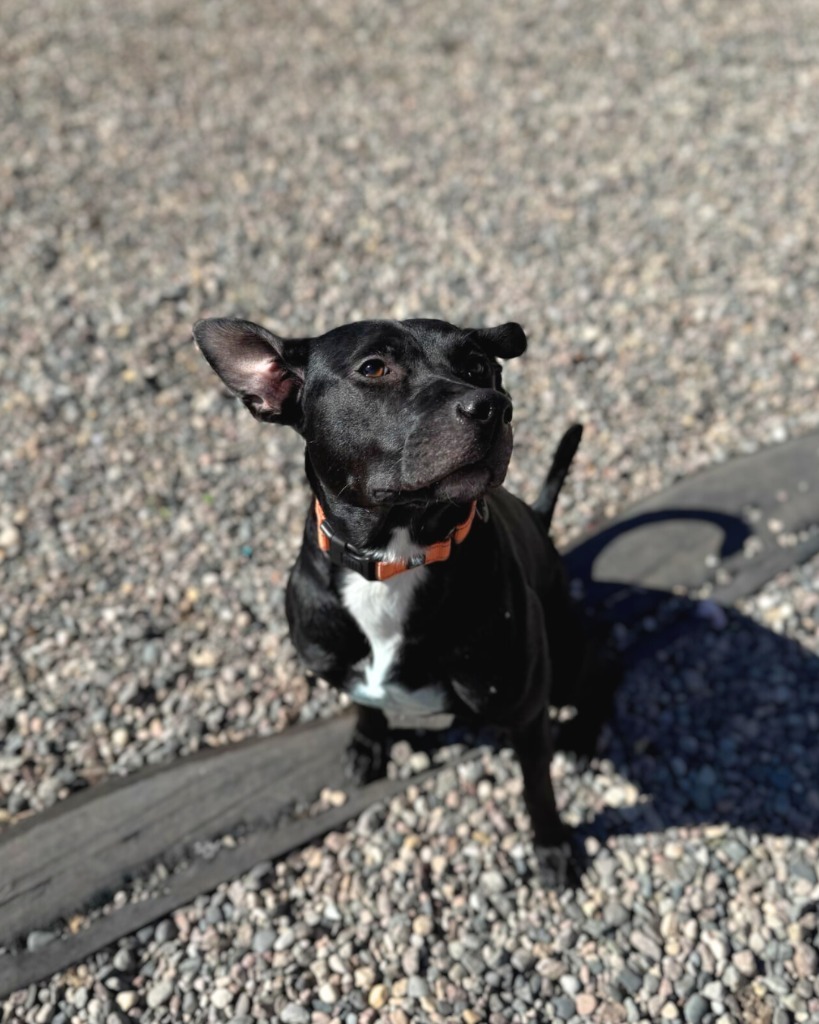 Tavi