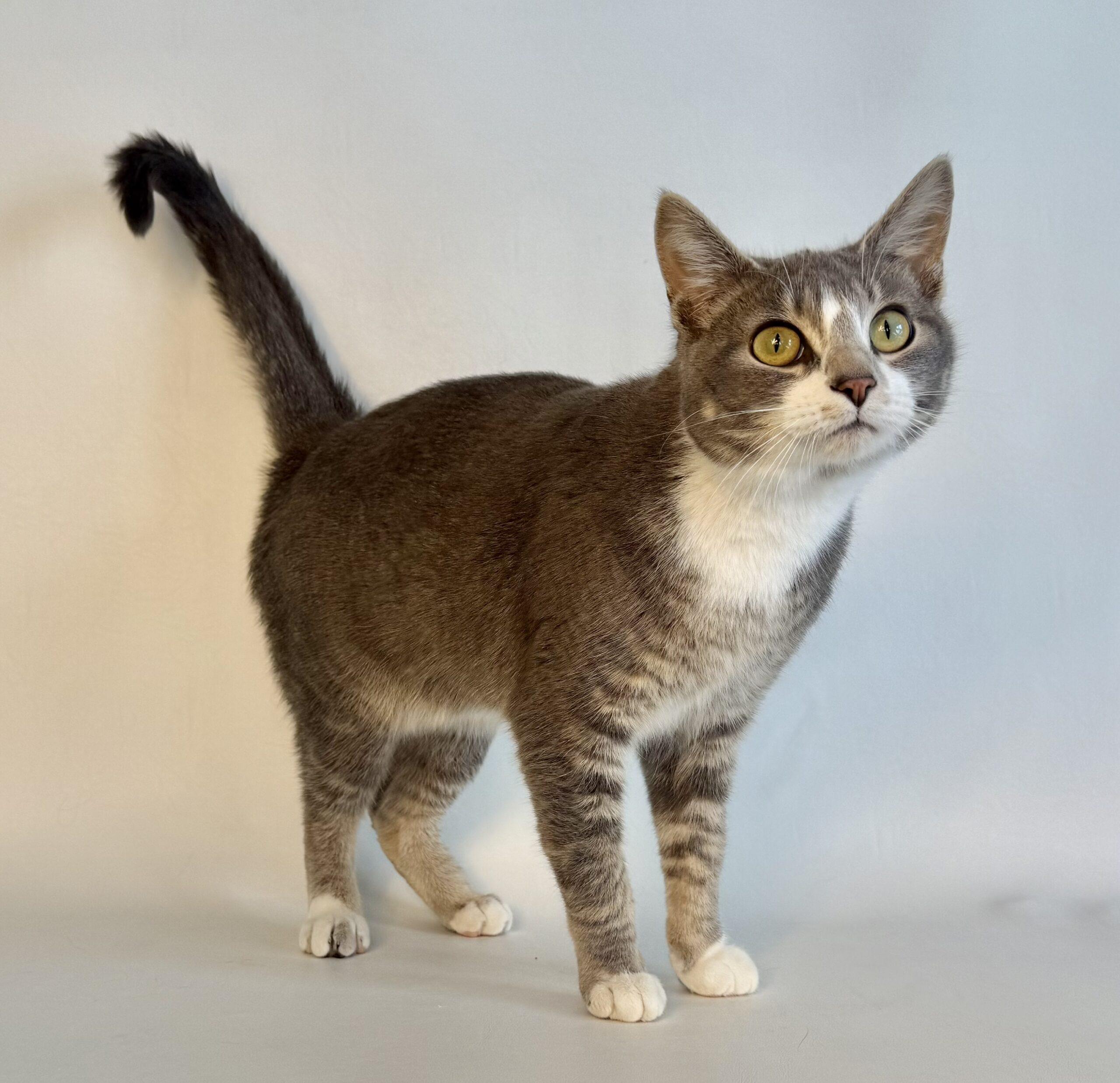 Esme, an adoptable Domestic Short Hair in Dillon, MT, 59725 | Photo Image 1