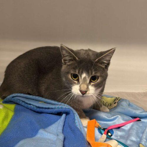 Esme, an adoptable Domestic Short Hair in Dillon, MT, 59725 | Photo Image 2