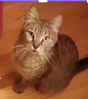 Libby, Adult Female unknown