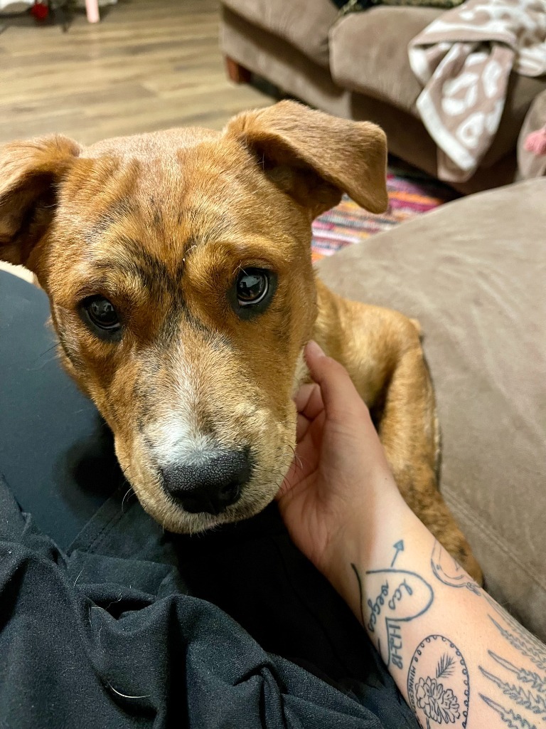 Cora