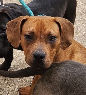 Scooby, Baby Male Terrier
