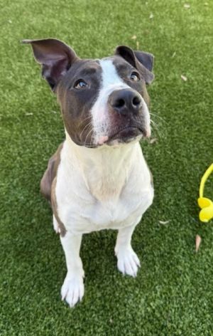 Fiona, Adult Female unknown