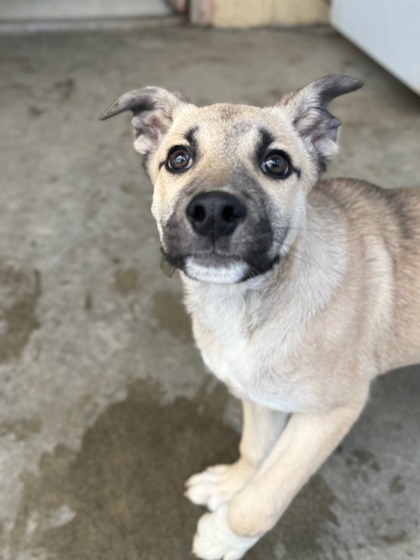 Lori