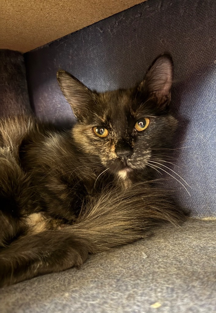 Harlow, an adoptable Domestic Medium Hair in Las Vegas, NV, 89130 | Photo Image 1