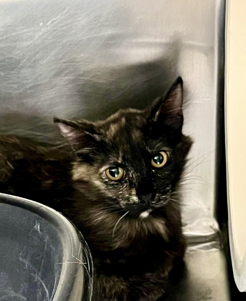 Harlow, an adoptable Domestic Medium Hair in Las Vegas, NV, 89130 | Photo Image 2
