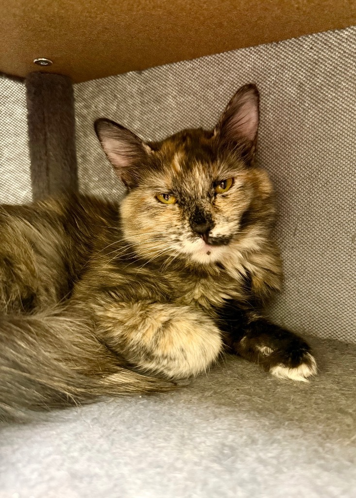 Haven, an adoptable Domestic Medium Hair in Las Vegas, NV, 89130 | Photo Image 1