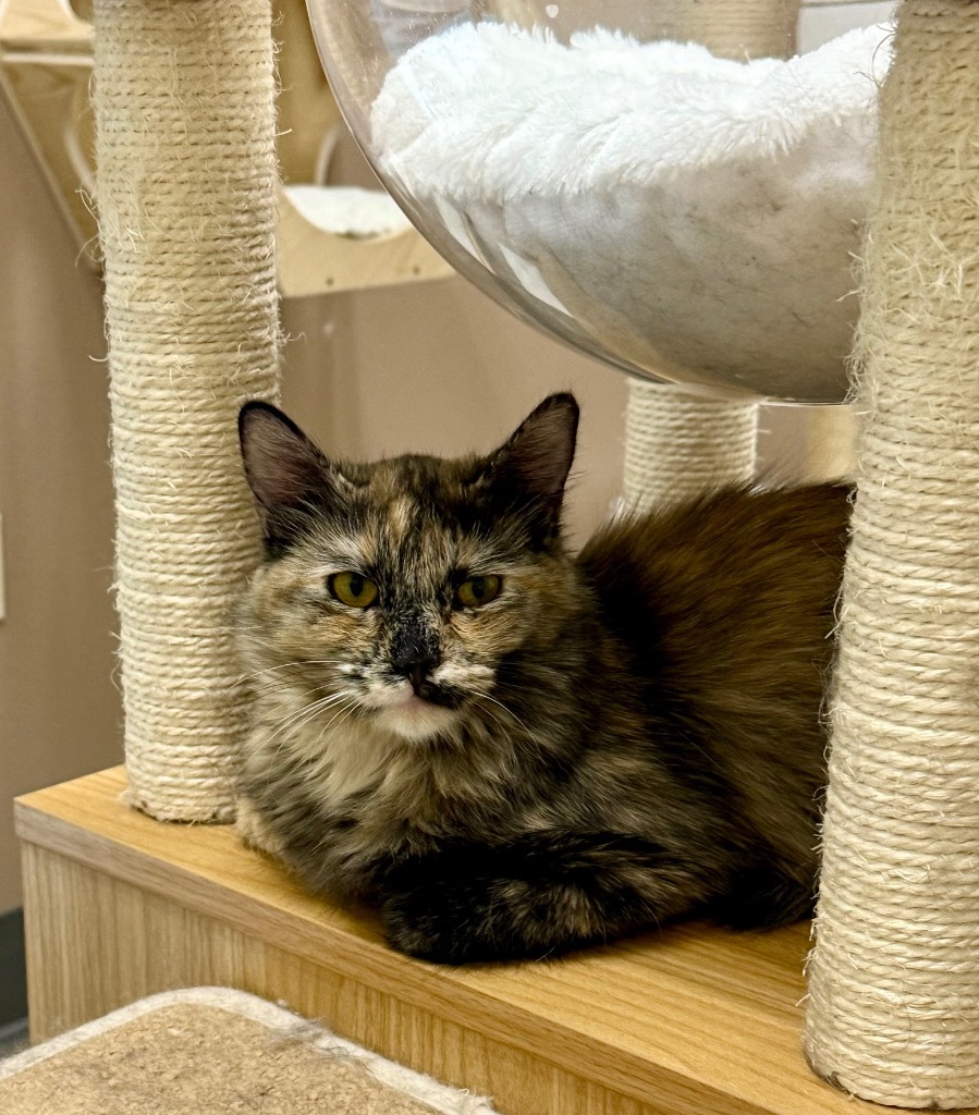 Haven, an adoptable Domestic Medium Hair in Las Vegas, NV, 89130 | Photo Image 1