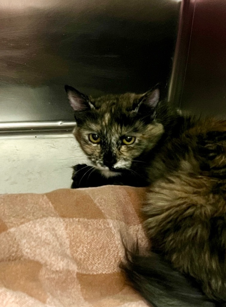 Haven, an adoptable Domestic Medium Hair in Las Vegas, NV, 89130 | Photo Image 2