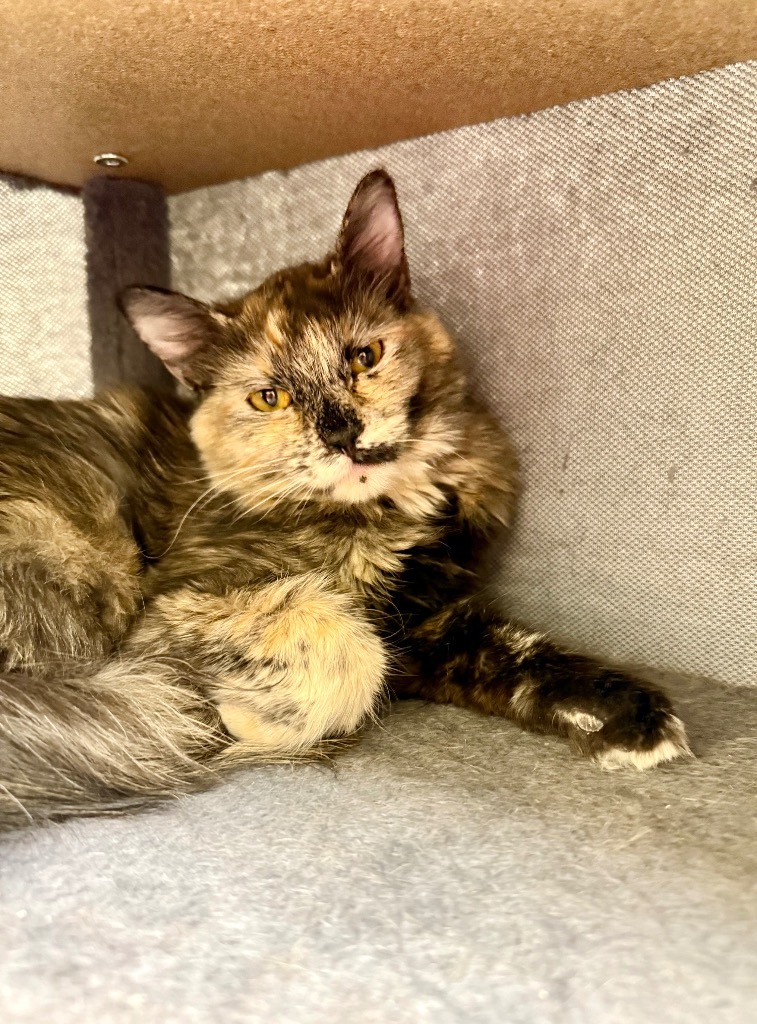 Haven, an adoptable Domestic Medium Hair in Las Vegas, NV, 89130 | Photo Image 3