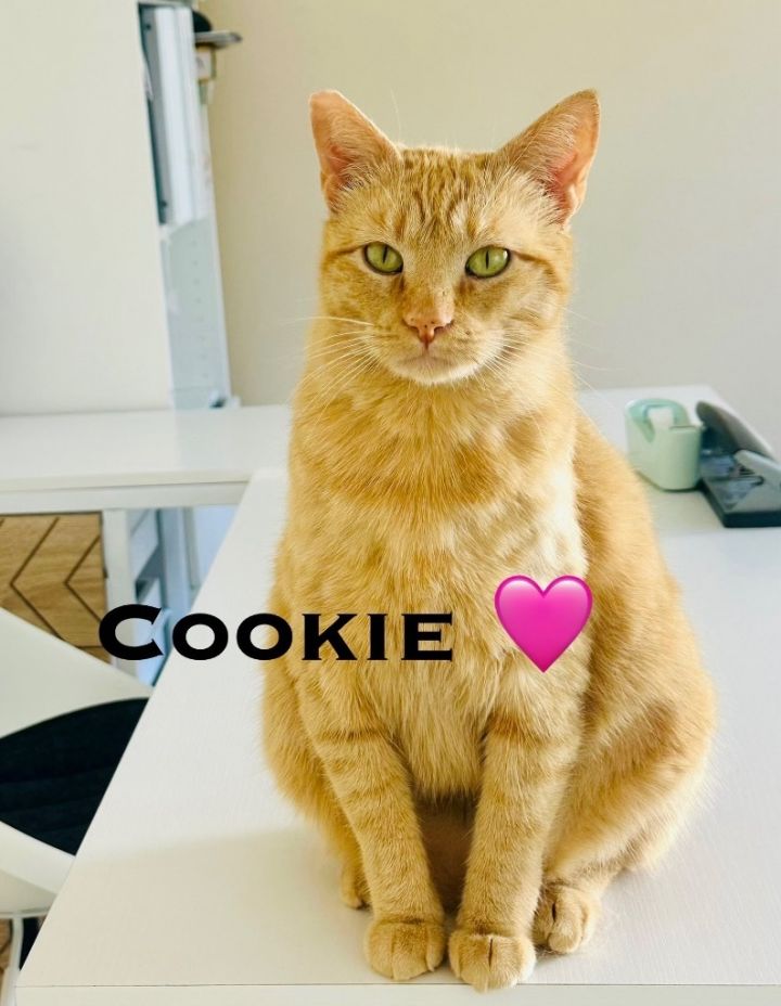 Cookie 1