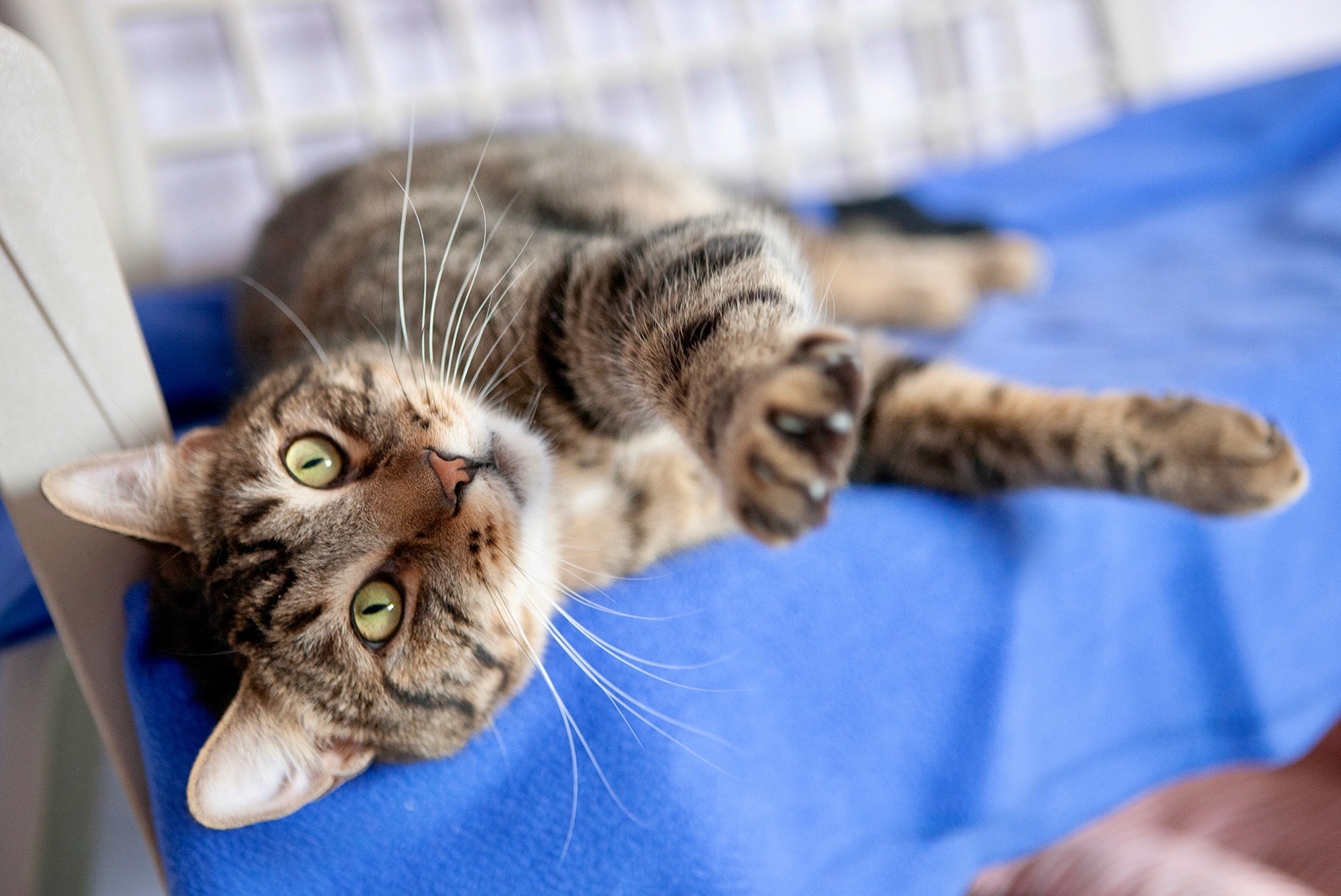 Indy, an adoptable Domestic Short Hair in Lakewood, CO, 80215 | Photo Image 1