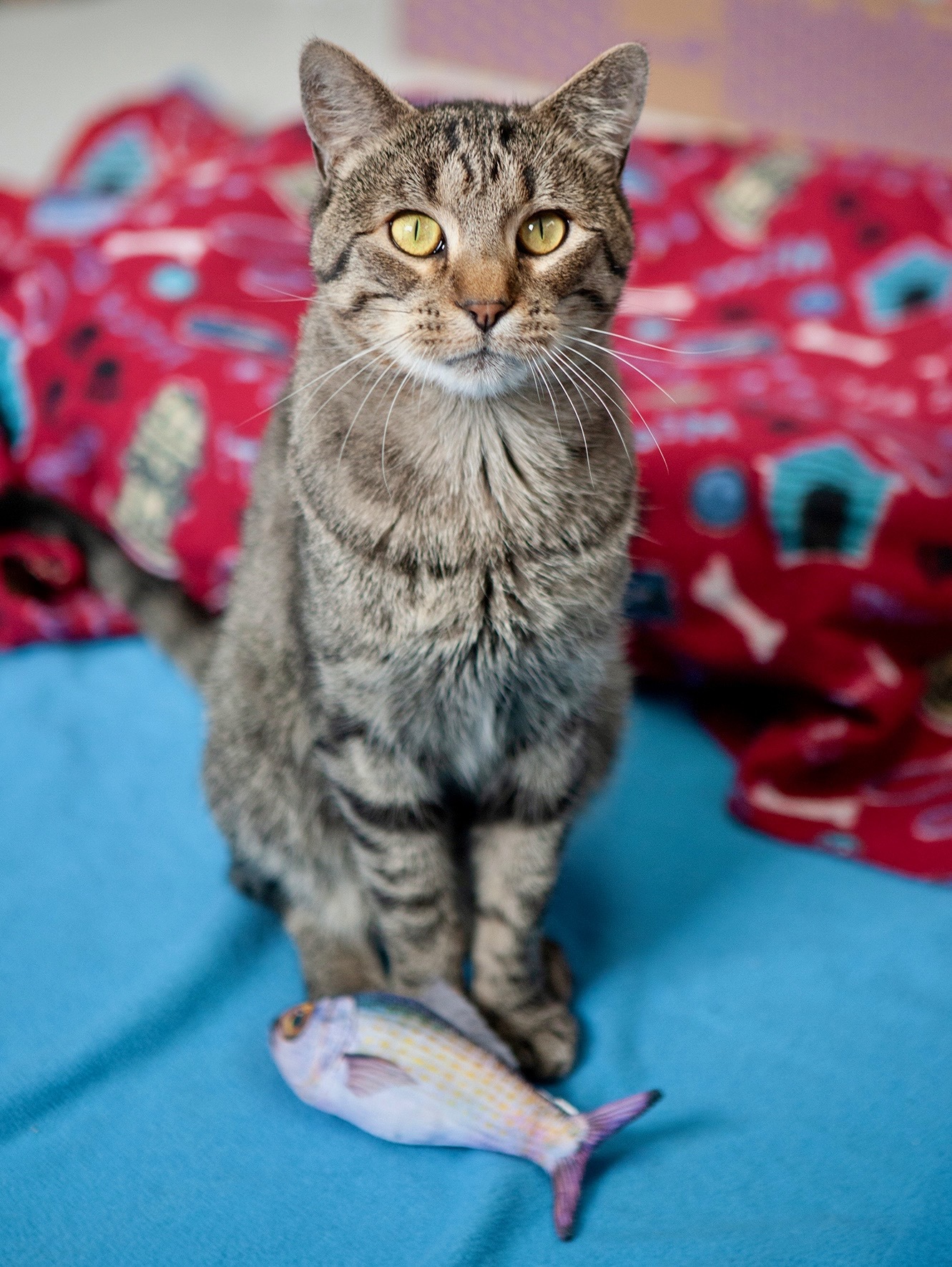 Indy, an adoptable Domestic Short Hair in Lakewood, CO, 80215 | Photo Image 2
