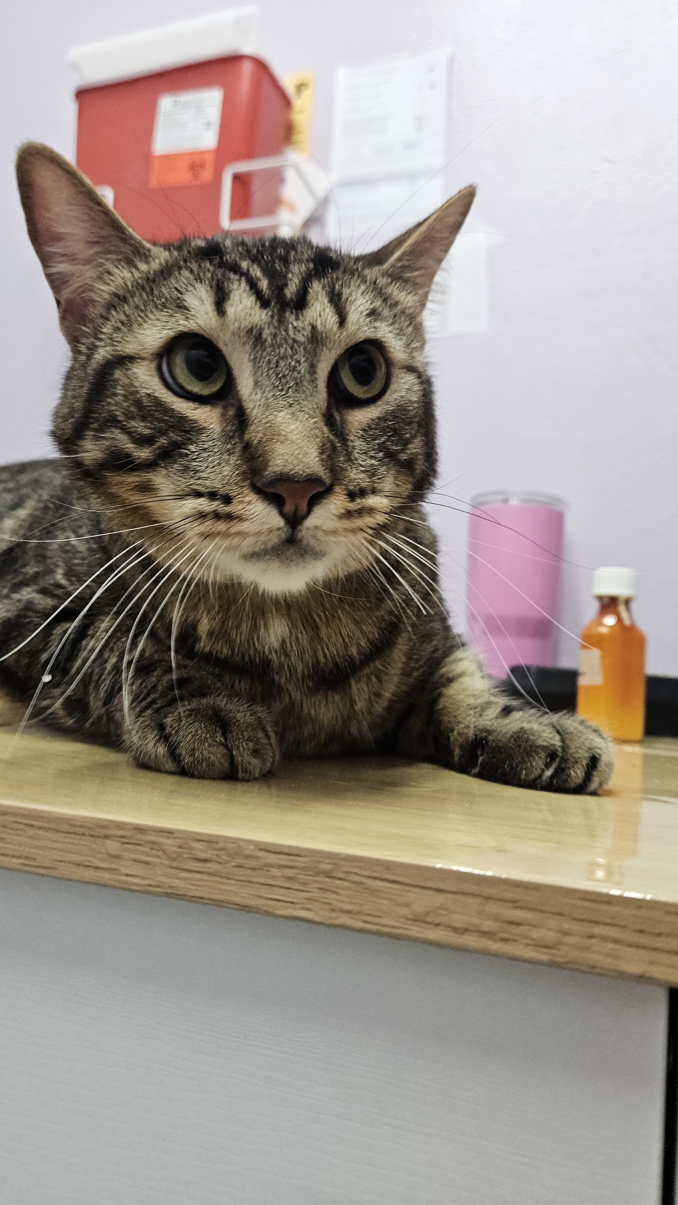 Indy, an adoptable Domestic Short Hair in Lakewood, CO, 80215 | Photo Image 3