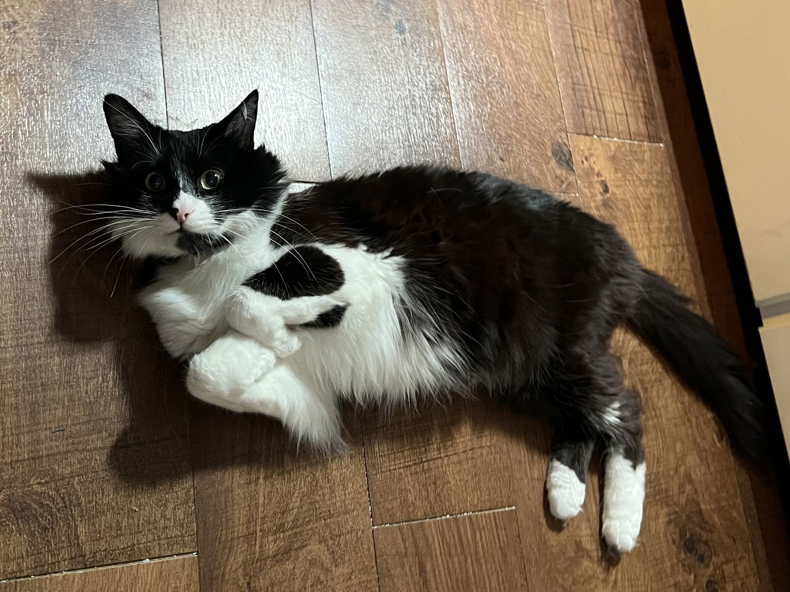 Vito