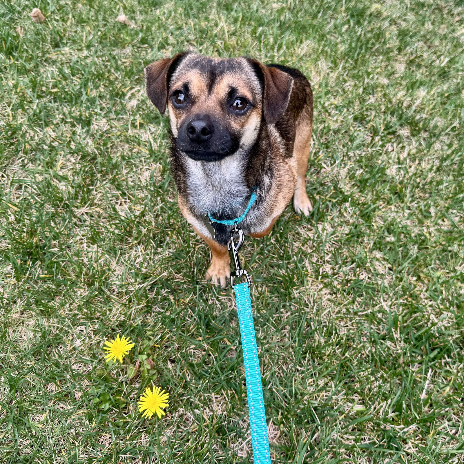 Charlie Boy