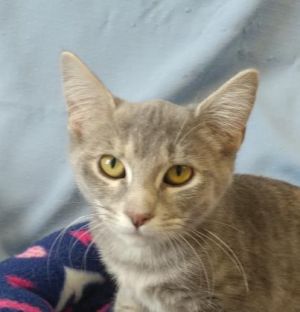 Tara, Adult Female Domestic Short Hair