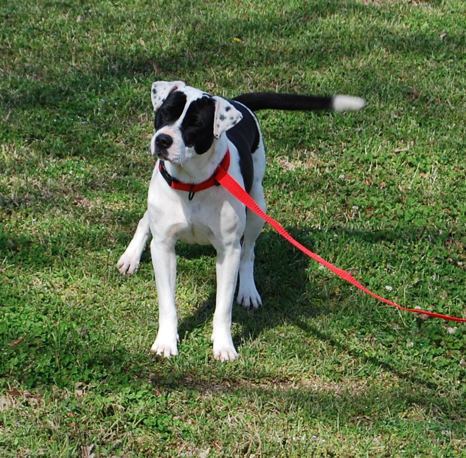 Domino