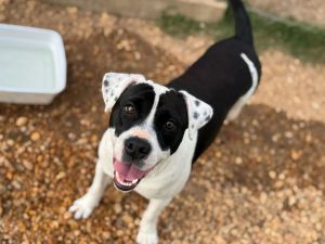 Domino, Adult Male American Bulldog