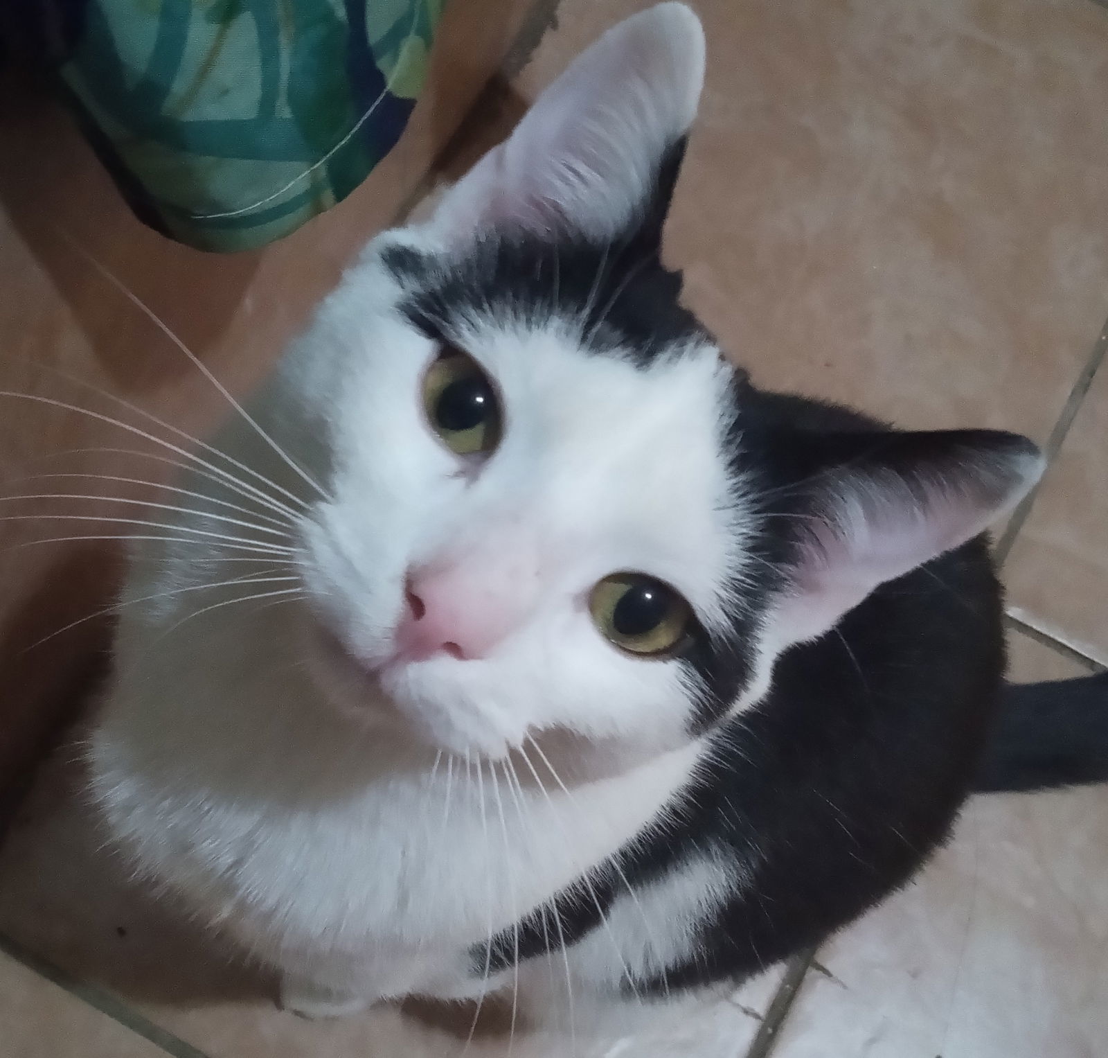 Jackson