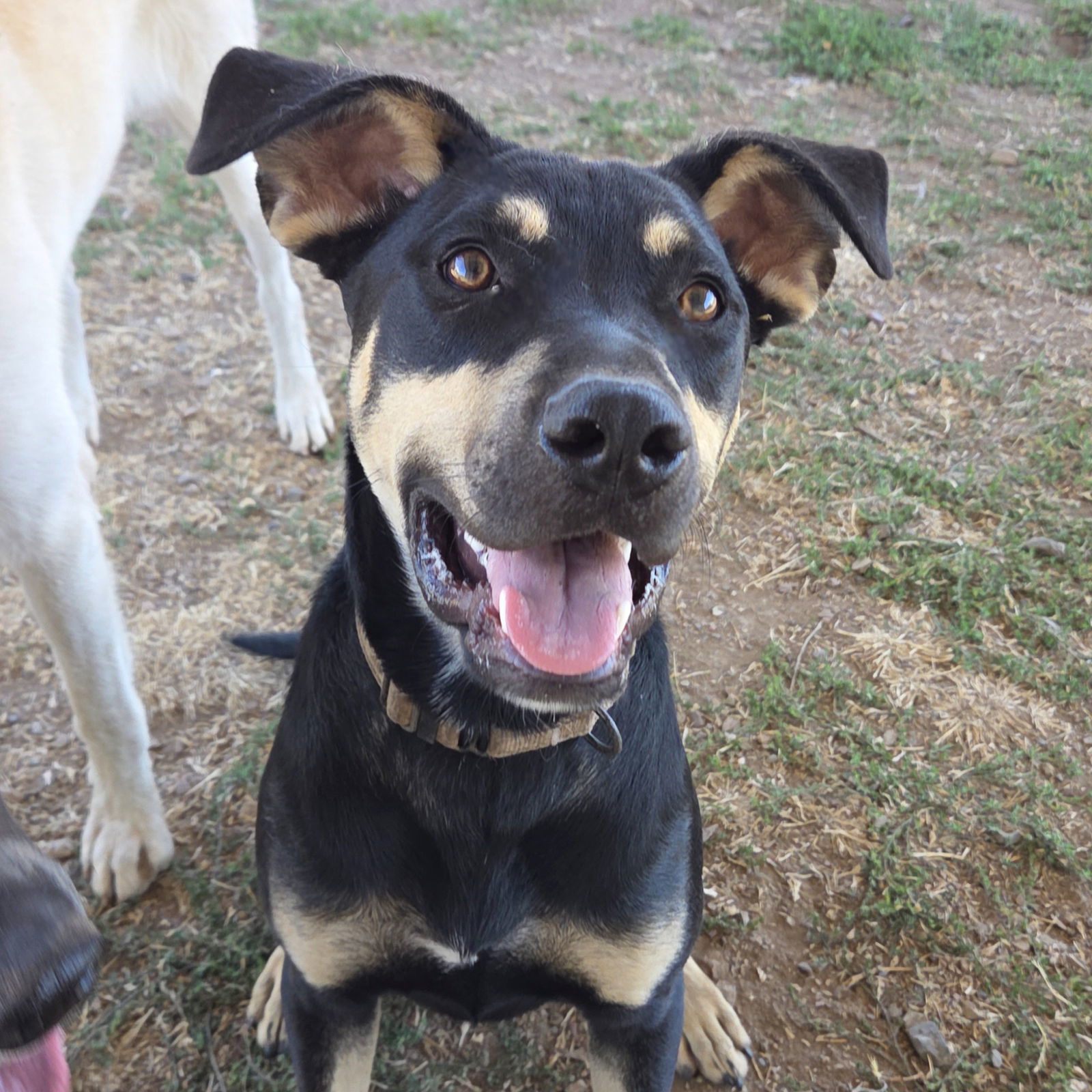 Barrett, an adoptable Doberman Pinscher, Pit Bull Terrier in Yreka, CA, 96097 | Photo Image 1