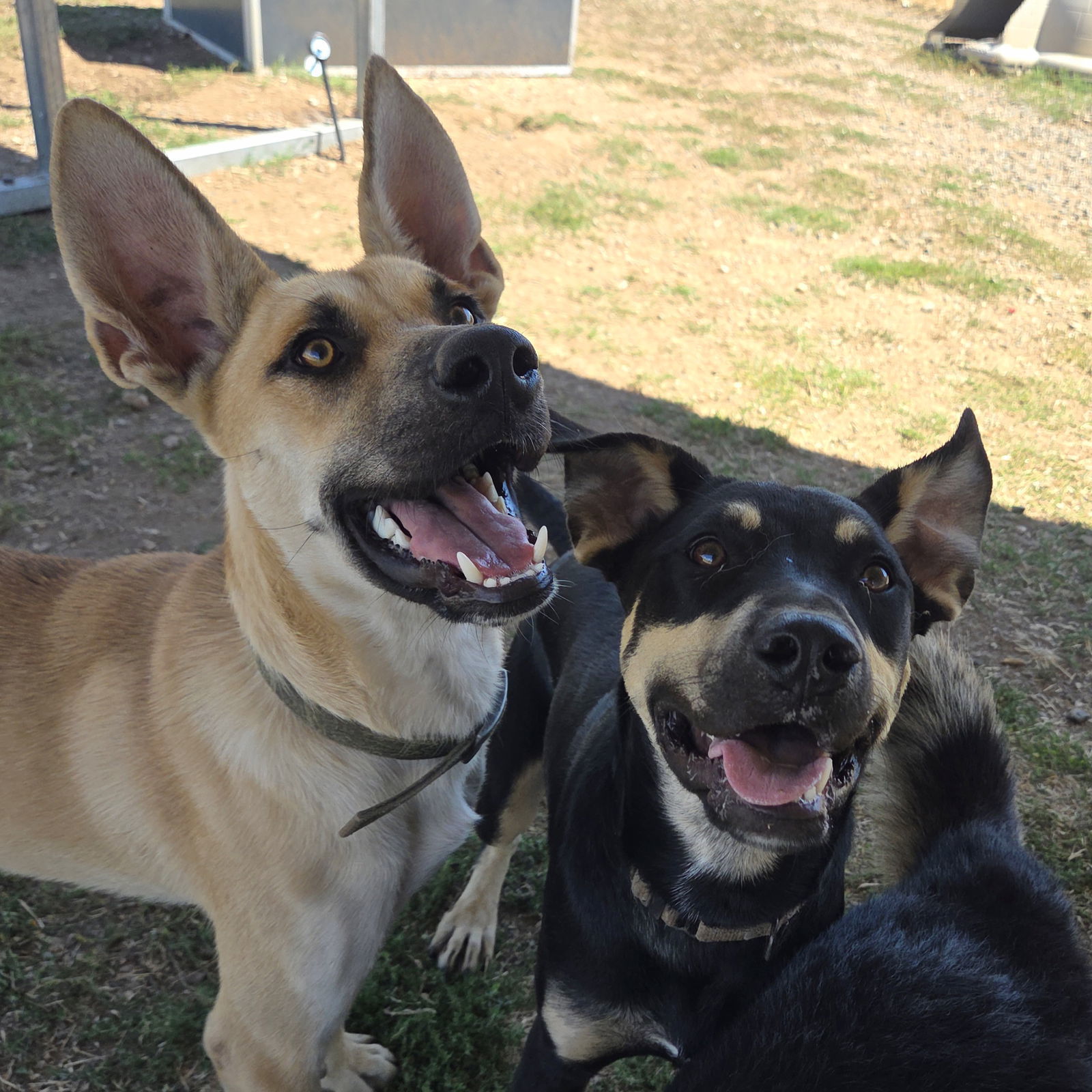 Barrett, an adoptable Doberman Pinscher, Pit Bull Terrier in Yreka, CA, 96097 | Photo Image 2