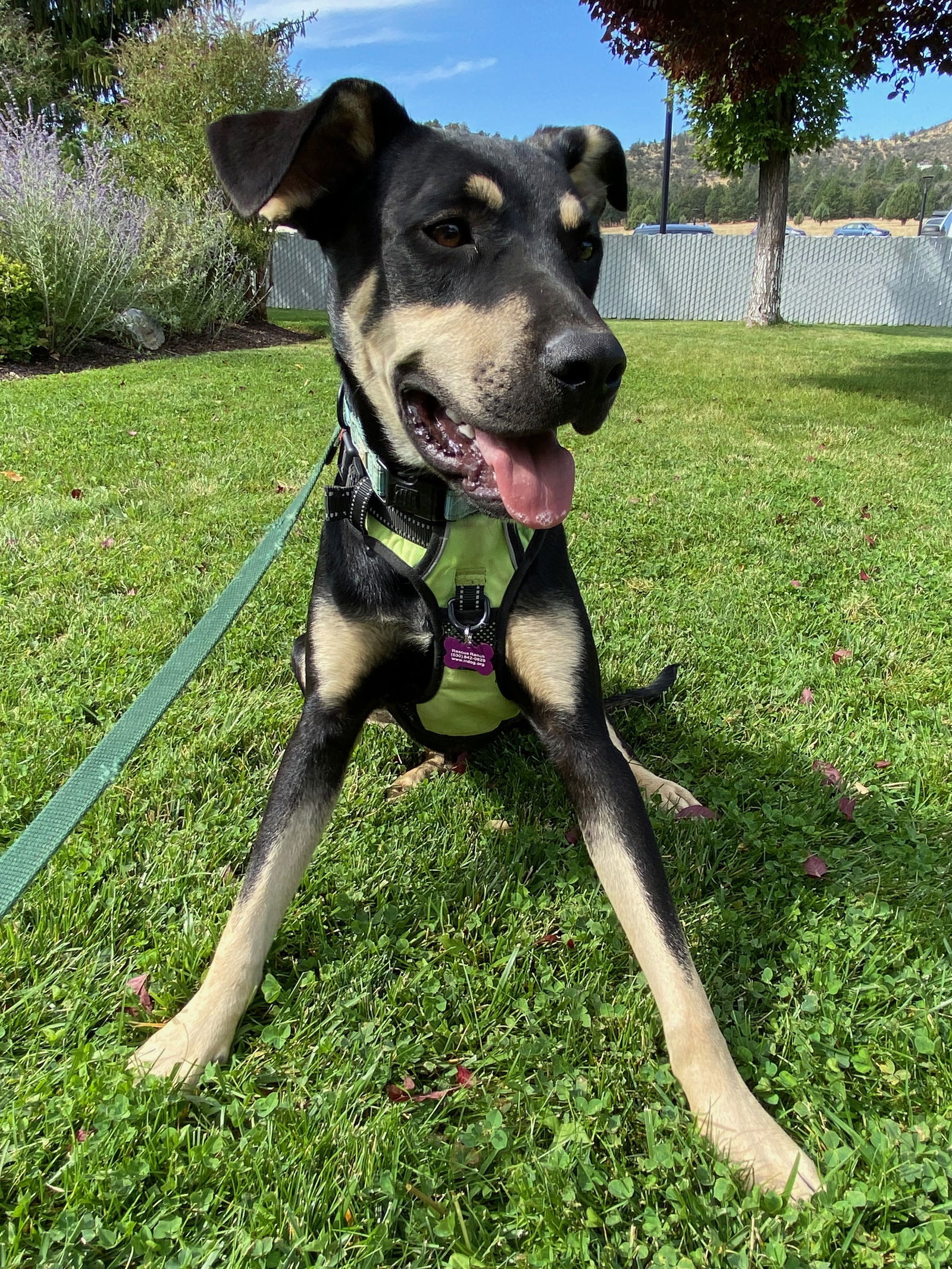 Barrett, an adoptable Doberman Pinscher, Pit Bull Terrier in Yreka, CA, 96097 | Photo Image 3