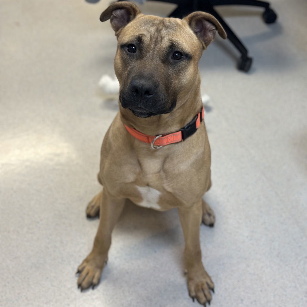 Brew, an adoptable Black Mouth Cur in Rohnert Park, CA, 94928 | Photo Image 1