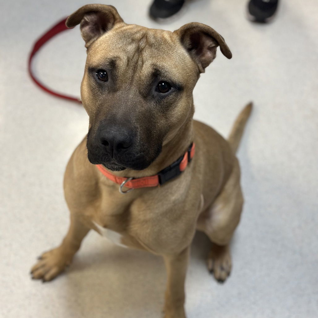 Brew, an adoptable Black Mouth Cur in Rohnert Park, CA, 94928 | Photo Image 2