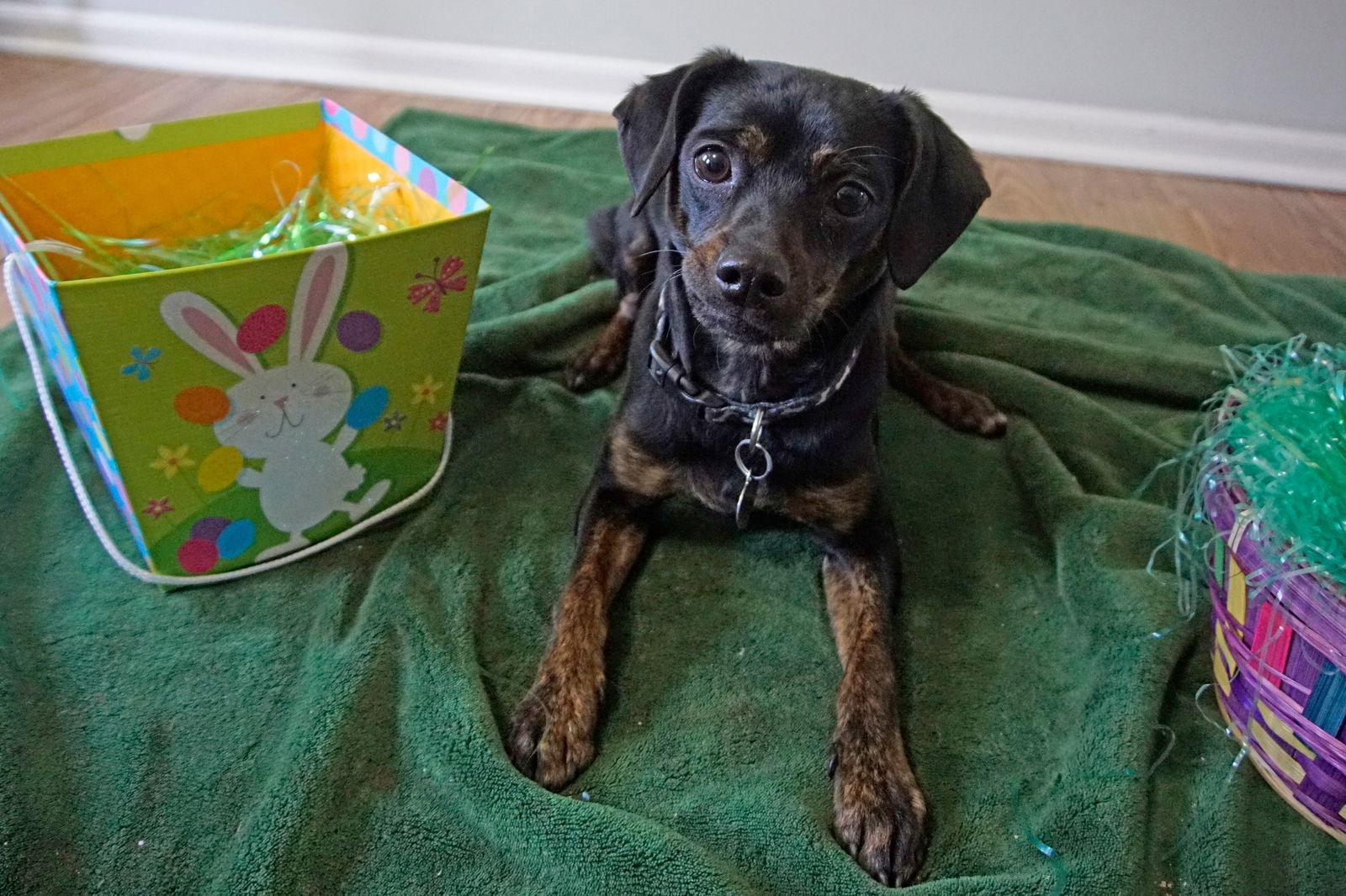 Sir Barkley - Super Cute!