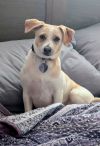Mary - Marvelous Pup!