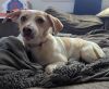 Mary - Marvelous Pup!