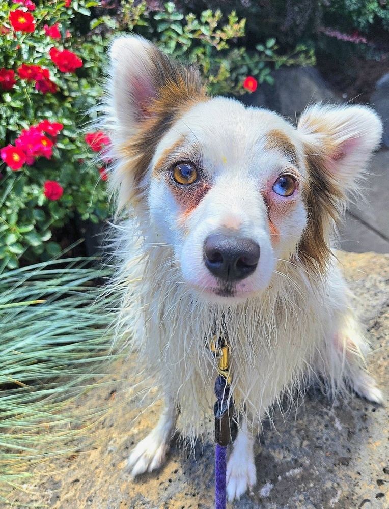 Pinky, an adoptable Pomeranian, Australian Shepherd in Bend, OR, 97701 | Photo Image 1