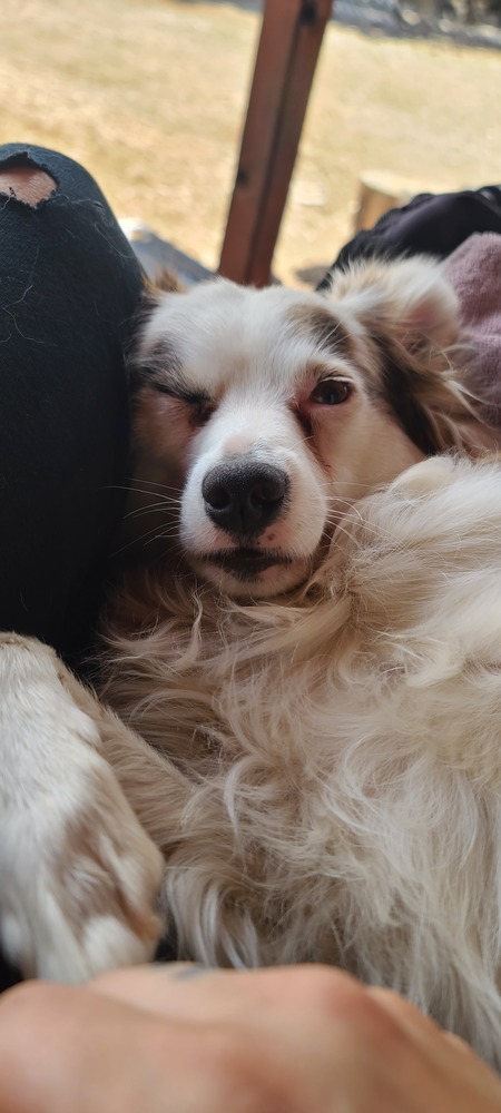 Pinky, an adoptable Australian Shepherd, Pomeranian in Bend, OR, 97701 | Photo Image 2