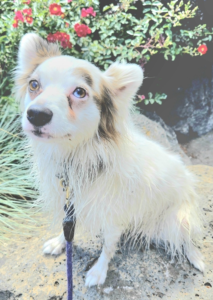 Pinky, an adoptable Pomeranian, Australian Shepherd in Bend, OR, 97701 | Photo Image 2