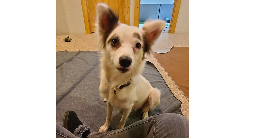 Pinky, an adoptable Australian Shepherd, Pomeranian in Bend, OR, 97701 | Photo Image 3