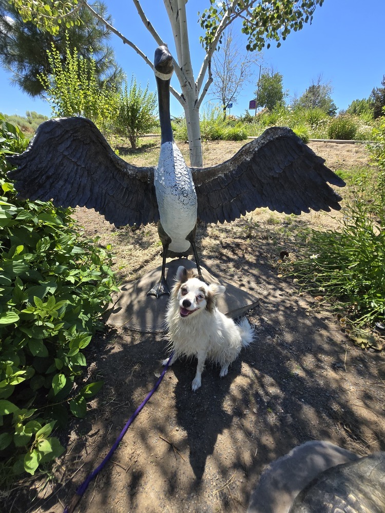 Pinky, an adoptable Pomeranian, Australian Shepherd in Bend, OR, 97701 | Photo Image 3