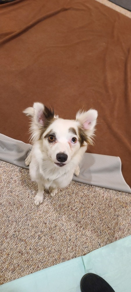 Pinky, an adoptable Australian Shepherd, Pomeranian in Bend, OR, 97701 | Photo Image 4